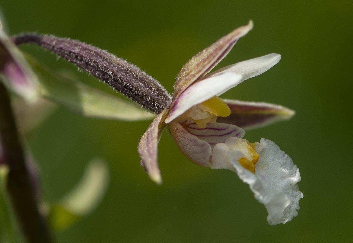 Blüte seitlich